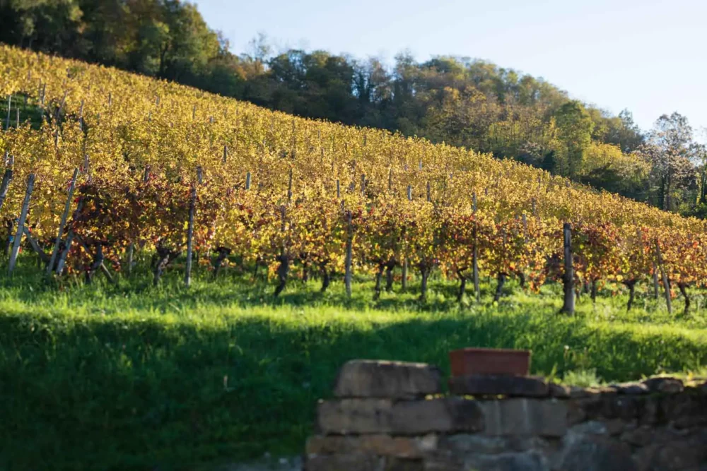 Ronco della Chiesa vineyard in Brazzano, Italy. 