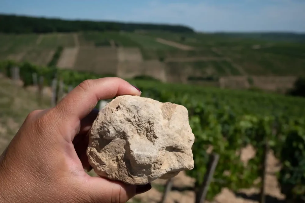 Woman's hand holding a piece of Kimmeridgian marl in Chablis vineyard