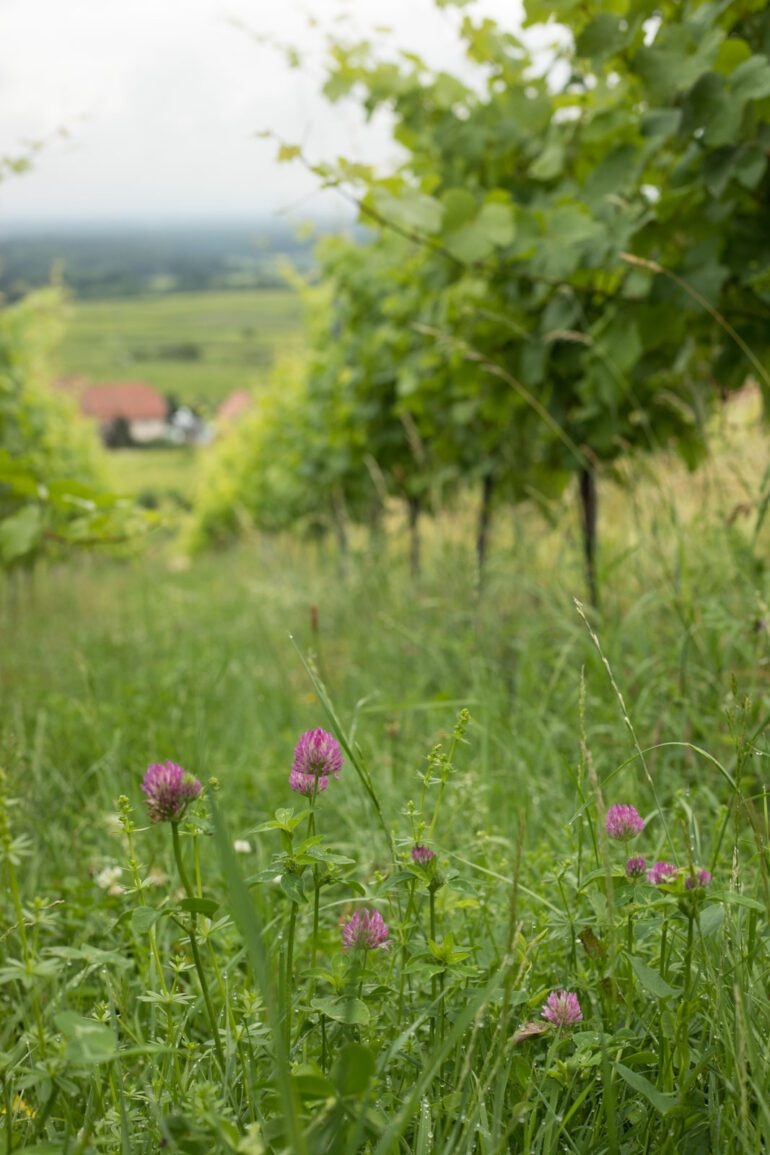 Onions blooming and grass growing in a vineyard in Alsace. ©Kevin Day/Opening a Bottle