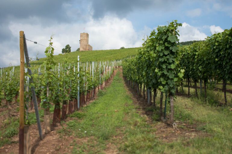 Château du Wineck about the Wineck Schlossberg Grand Cru, Katzenthal, Alsace. ©Kevin Day/Opening a Bottle