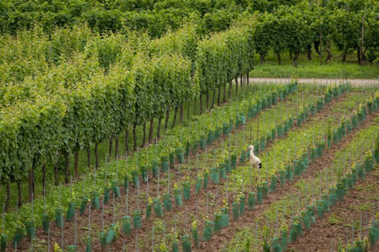 A stork in a vineyard in Alsace. ©Kevin Day/Opening a Bottle