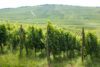 Vineyards near Orschwihr, Alsace. ©Kevin Day/Opening a Bottle