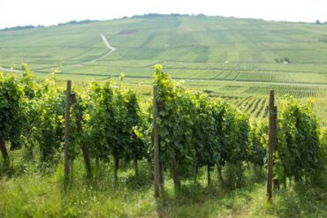 Vineyards near Orschwihr, Alsace. ©Kevin Day/Opening a Bottle