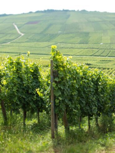 Vineyards near Orschwihr, Alsace. ©Kevin Day/Opening a Bottle