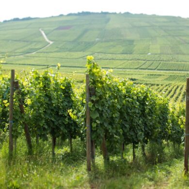 Vineyards near Orschwihr, Alsace. ©Kevin Day/Opening a Bottle