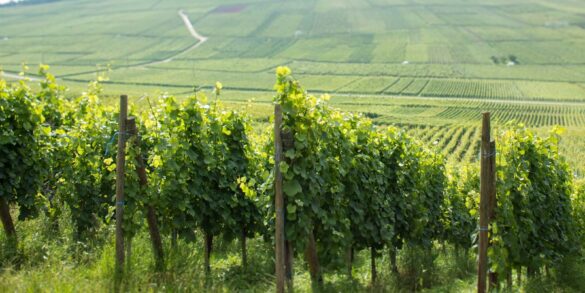 Vineyards near Orschwihr, Alsace. ©Kevin Day/Opening a Bottle