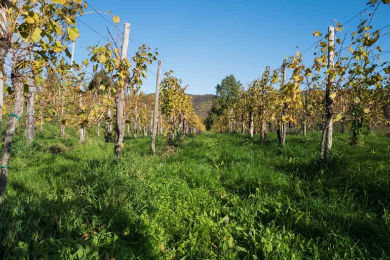 Biodiverse vineyards at Ronchi di Cialla. ©Kevin Day/Opening a Bottle