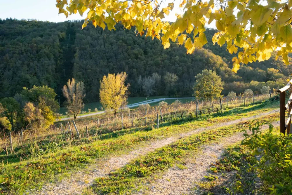 The setting sun illuminates the vineyards of Ronchi di Cialla.