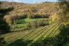 Schioppettino vineyard in Cialla, Italy. ©Kevin Day/Opening a Bottle