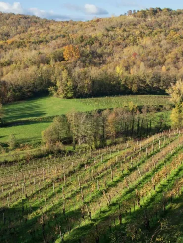 Schioppettino vineyard in Cialla, Italy. ©Kevin Day/Opening a Bottle