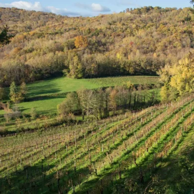 Schioppettino vineyard in Cialla, Italy. ©Kevin Day/Opening a Bottle