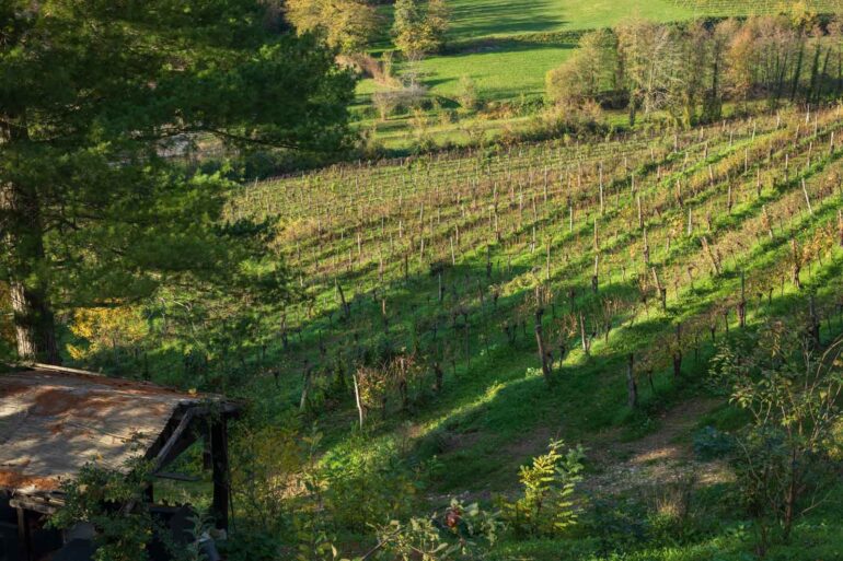 A view into the Schioppettino di Cialla vineyard at Ronchi di Cialla. ©Kevin Day/Opening a Bottle