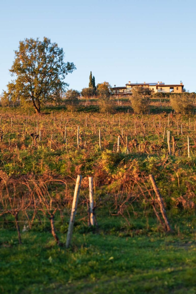 Vineyard at sunset in the Cialla Valley of Friuli, Italy with a house on top of the hill. ©Kevin Day/Opening a Bottle