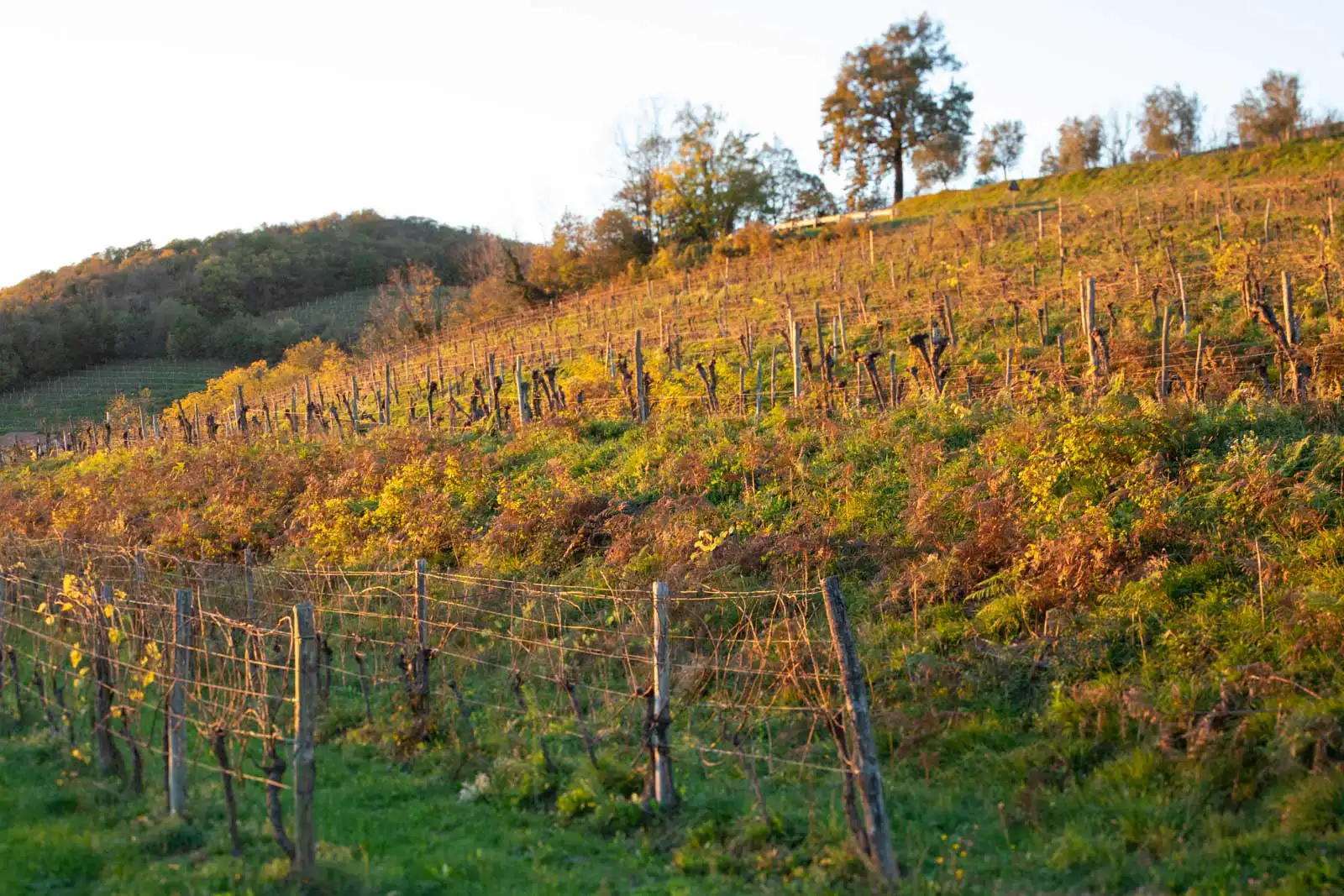 Vineyards in the Cialla Valley of Friuli, Italy that belong to the Ronchi di Cialla winery.