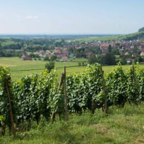 Vines in the Grand Cru Pfingstberg outside Orschwihr (Alsace), France. ©Kevin Day/Opening a Bottle
