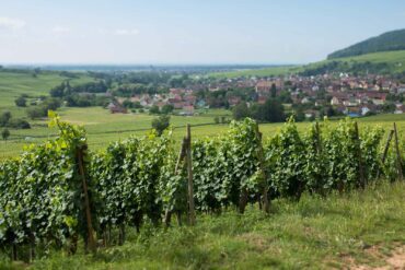 Vines in the Grand Cru Pfingstberg outside Orschwihr (Alsace), France. ©Kevin Day/Opening a Bottle