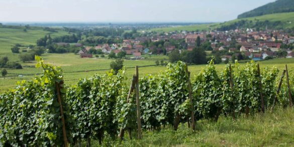 Vines in the Grand Cru Pfingstberg outside Orschwihr (Alsace), France. ©Kevin Day/Opening a Bottle