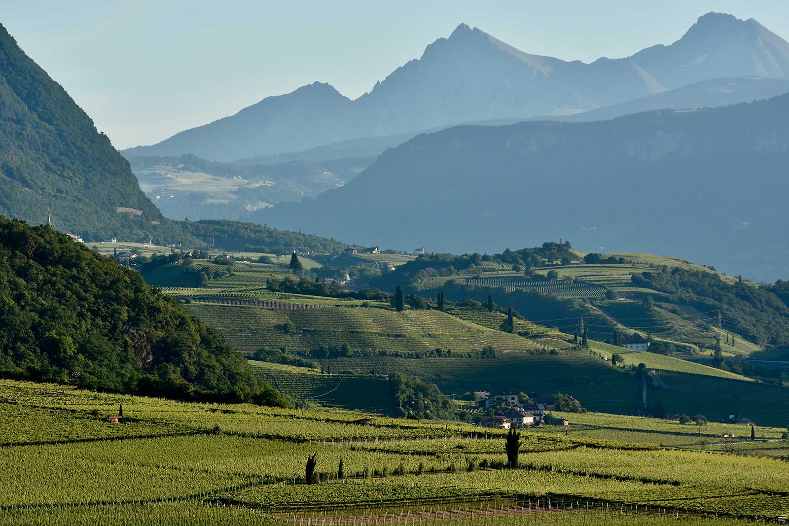 The vineyards of Alto Adige with the Alps in the distance. ©Gianni Bodini/Alois Lageder