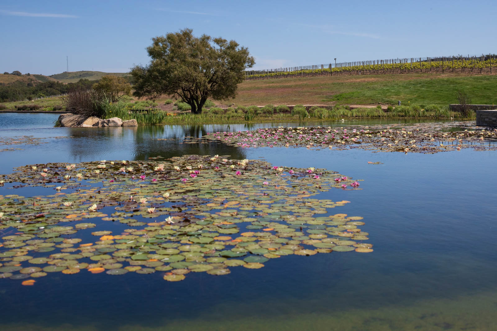 Lily pads and an oak tree in Santa Maria Valley, California. ©Kevin Day/Opening a Bottle