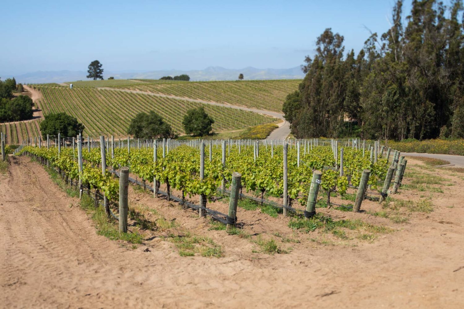 View over the Presqu'ile Vineyard at Presqu'ile Winery in Santa Maria Valley, California. ©Kevin Day/Opening a Bottle