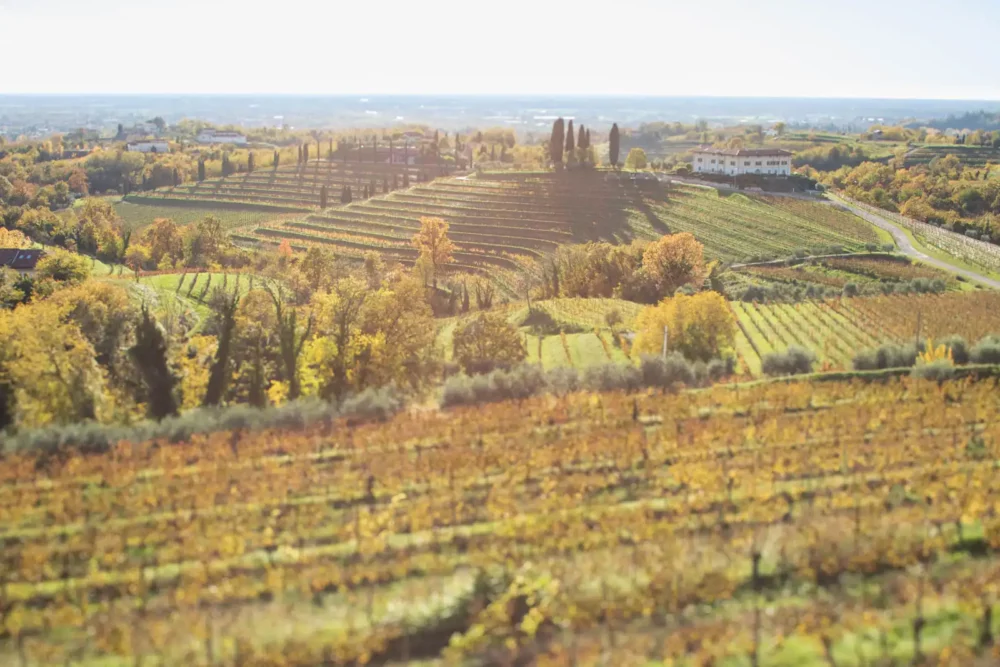 Terraced vineyards of the Rosazzo DOCG in Friuli, Italy.