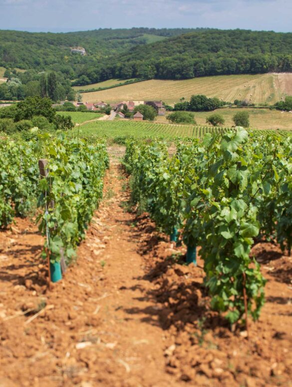 Domaine Guillot-Broux's vineyards in Cruzille in the northern Mâconnais.