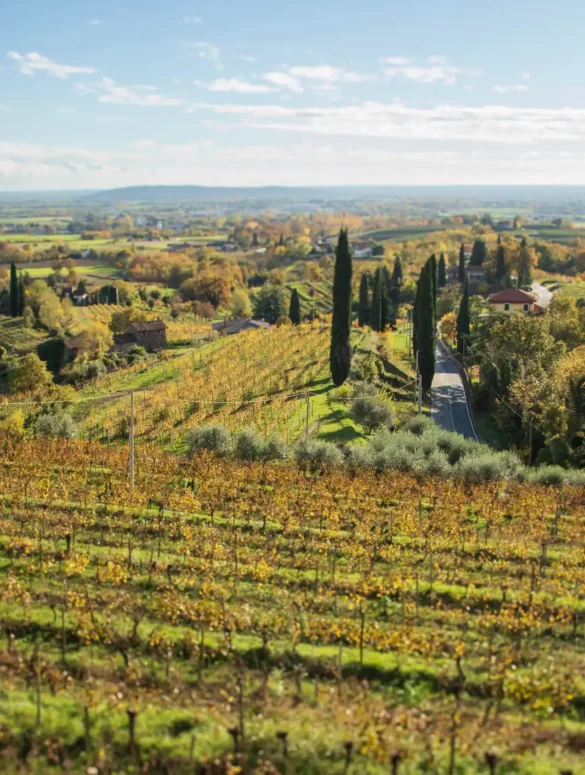 Evening light illuminates the vineyards of Rosazzo, Friuli in northeastern Italy.