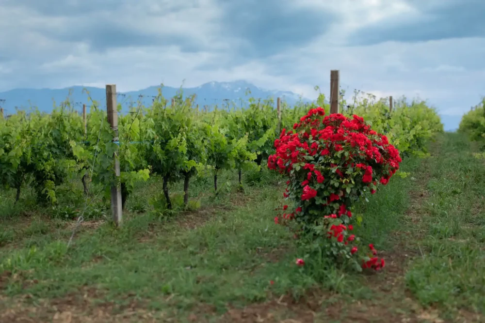 Vineyard scene under cloudy skies in Abruzzo.