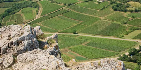 A view over the vineyards near Solutré-Pouilly in the Mâconnais district of Bourgogne, France.