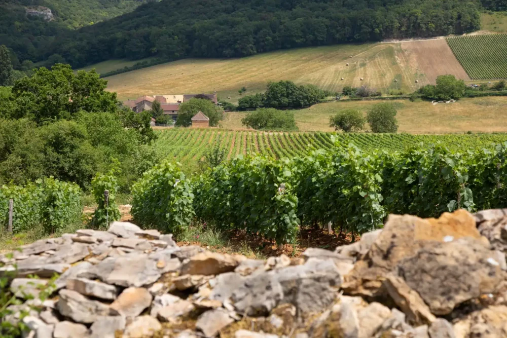 A vineyard near Cruzille, France in the Mâconnais wine region of Bourgogne.