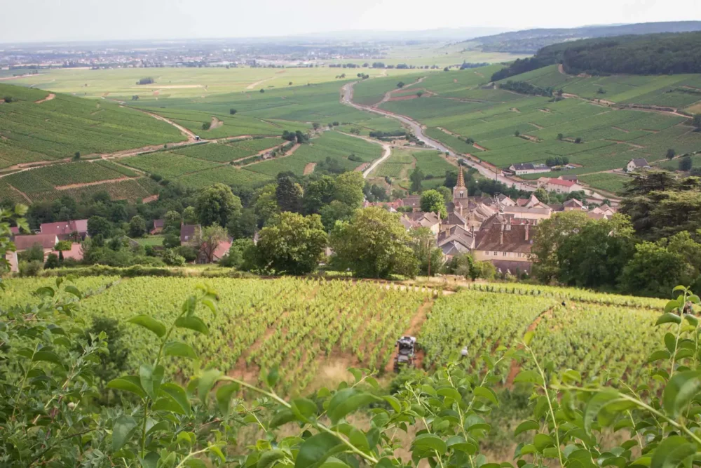 Burgundy wine village and vineyards in summer, France.