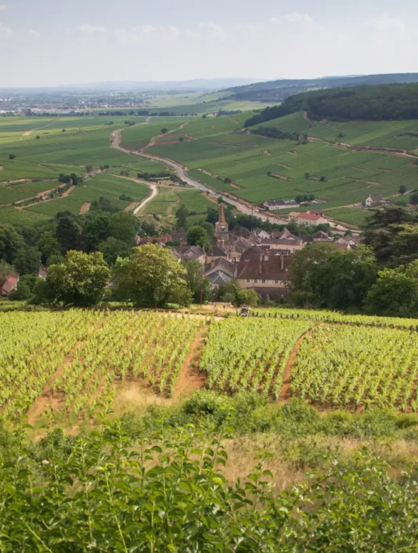 The Premier Cru vineyard of Sous Frétille and the village of Pernand-Vergelesses with the Côte de Beaune stretching beyond.