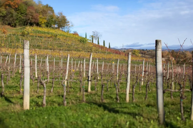 Sauvignon Blanc vineyards in late fall in the Collio DOC region.