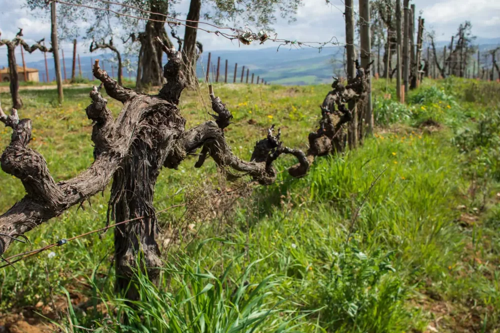 Old vines of Brunello growing at Tenuta Greppo.