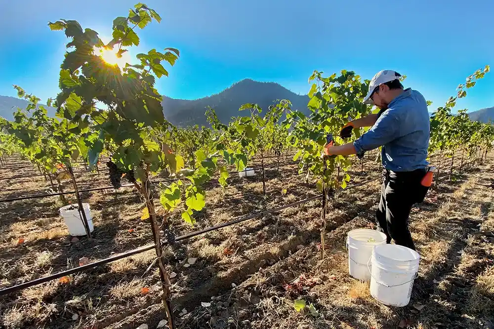 Picking Mourvedre grapes during harvest in the Applegate Valley.