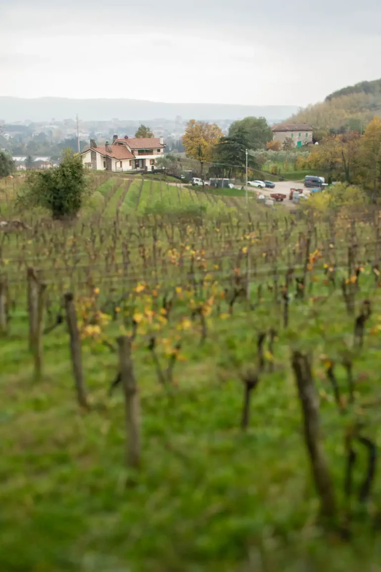 Vineyards near the city of Gorizia, Italy on a rainy day.