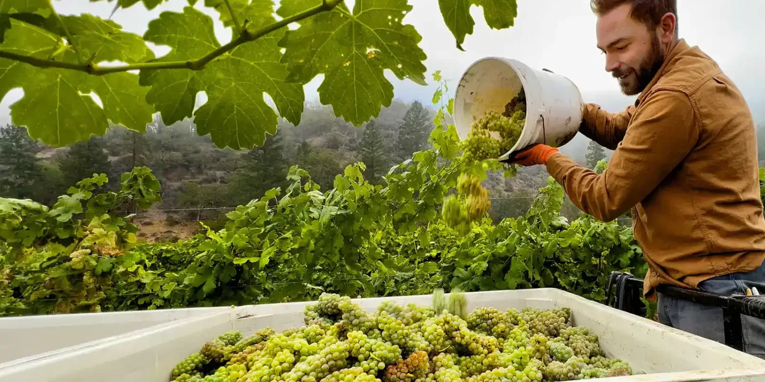 Man empties Roussanne wine grapes into a bin during grape harvest in Applegate Valley, Oregon