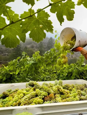Man empties Roussanne wine grapes into a bin during grape harvest in Applegate Valley, Oregon