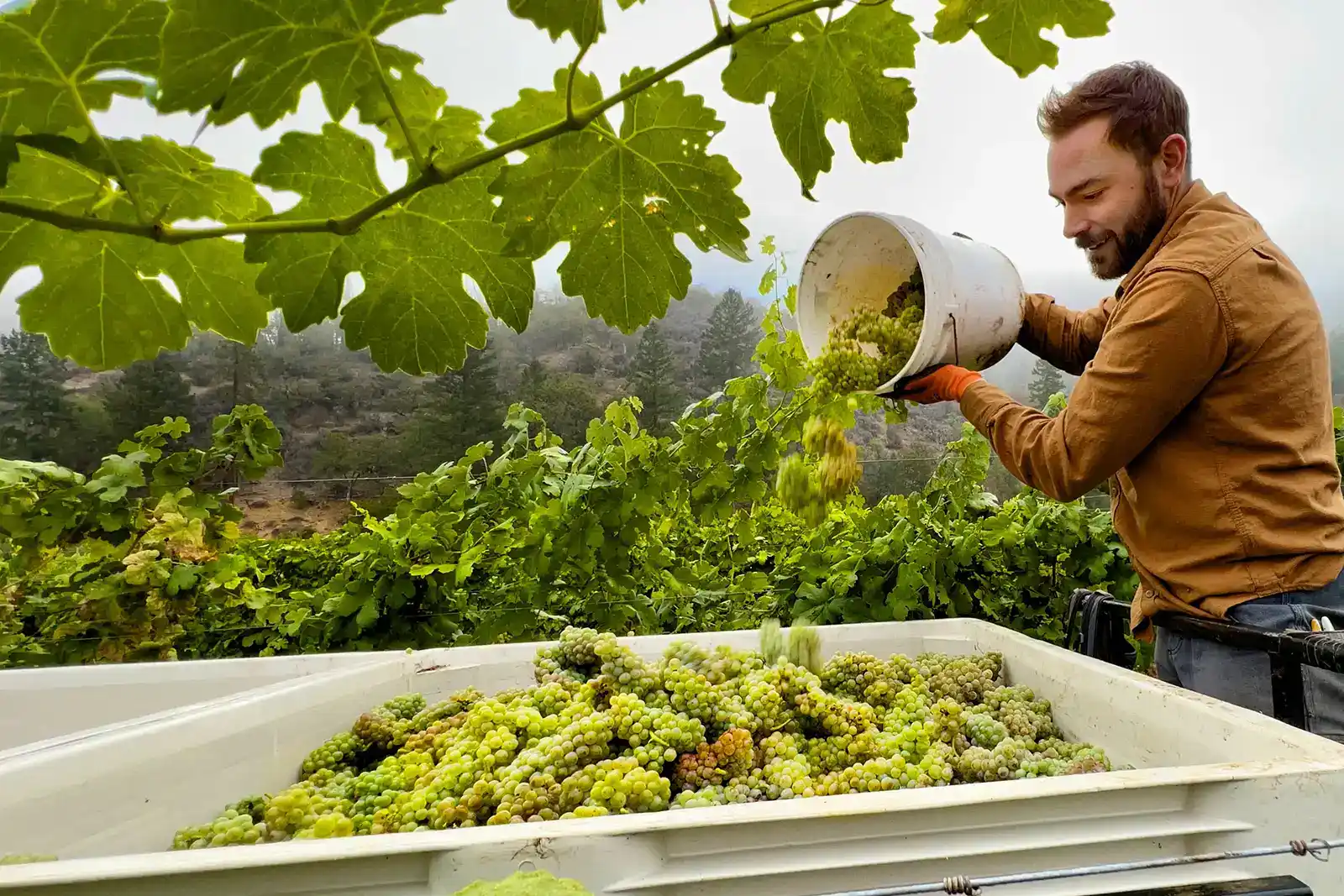 Man empties Roussanne wine grapes into a bin during grape harvest in Applegate Valley, Oregon