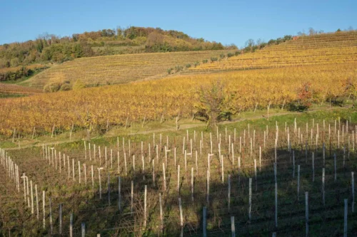 The not-quite heroic vineyard terraces of the Collio DOC in Friuli, Italy.