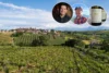 View of Abruzzo vineyards with Bob Paulinksi MW and Kevin Day