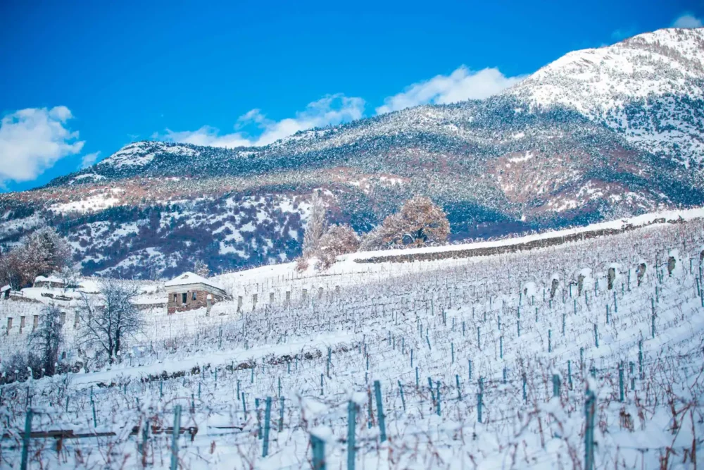 Grosjean's vineyards under a blanket of snow. 