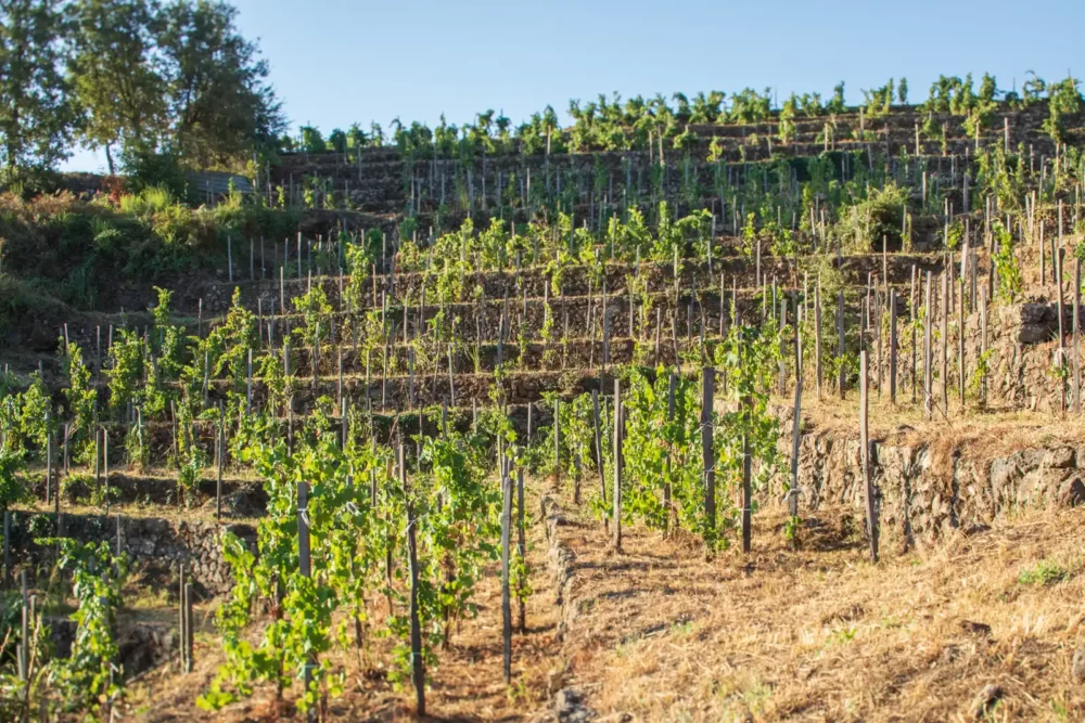 Steep Nerello Mascalese vineyard on Mount Etna