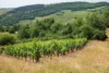 Vineyard of Chardonnay grapes near Mâcon, France.