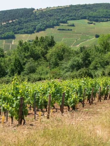 Vineyard of Chardonnay grapes near Mâcon, France.