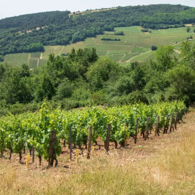 Vineyard of Chardonnay grapes near Mâcon, France.