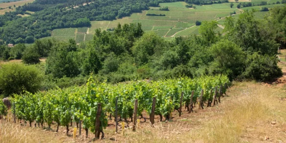 Vineyard of Chardonnay grapes near Mâcon, France.