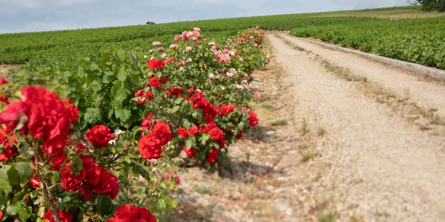 Roses growing alongside a road leading into a Beaujolais vineyard.