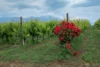 Roses bloom on the edge of a wine vineyard in Abruzzo, Italy