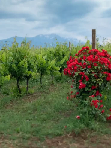 Roses bloom on the edge of a wine vineyard in Abruzzo, Italy